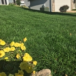 Lawn Maintenance
