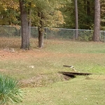 6' chain link