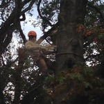 Treemendous