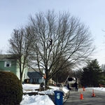 Tree Trimming