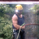 Tree Work