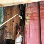 Damp wood Termites