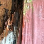 Damp wood Termites