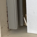 Closets bedbug