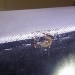 BedBugs