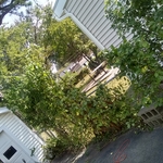 Trees trimmed