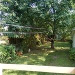 Trees trimmed
