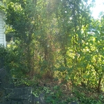 Trees trimmed
