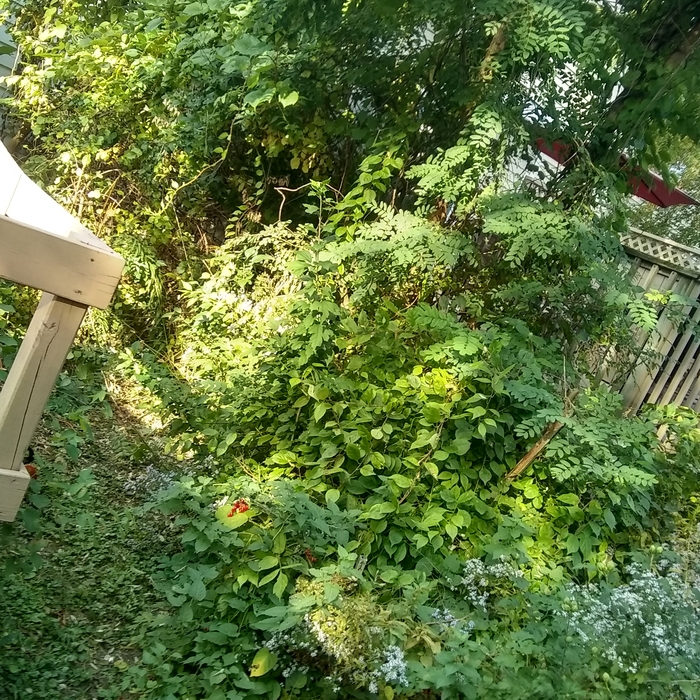 Trees trimmed
