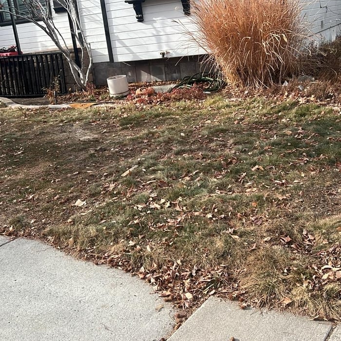 Front Yard before