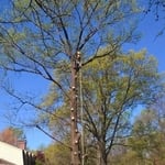 Large Tree removal