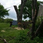 Large Tree removal