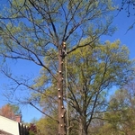 Large Tree removal