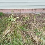 Poison Ivy removal