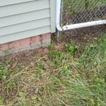 Poison Ivy removal