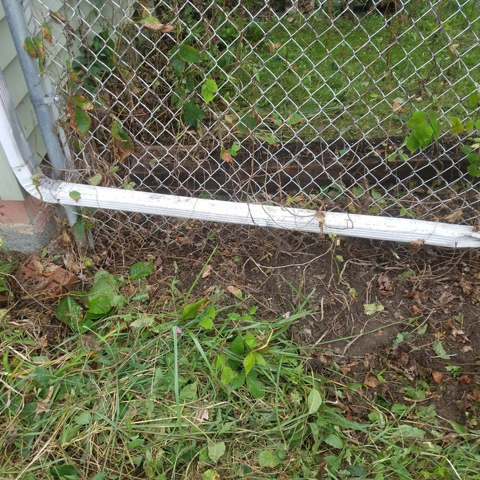 Poison Ivy removal