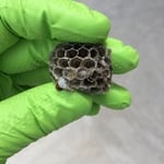 Wasp Nest