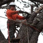 supreme tree service