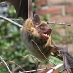 Bat in tree