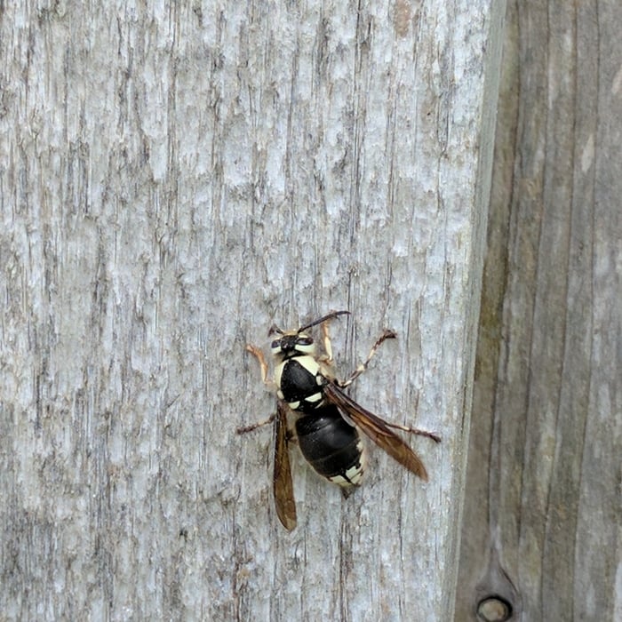 Michigan Bald Faced Hornet