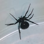 False Black Widowq