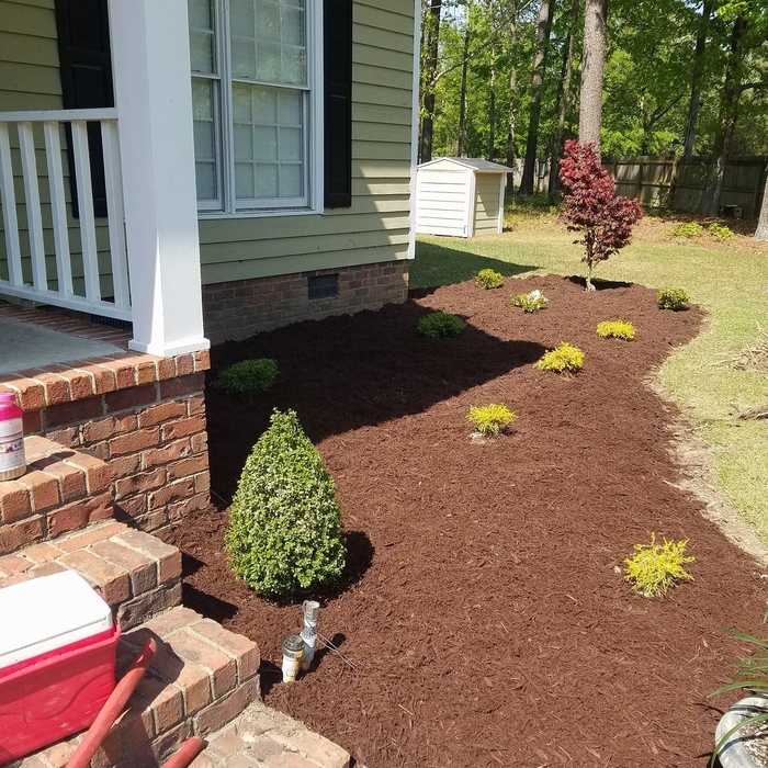 New Bushes