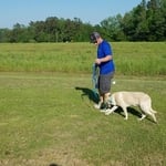 Colt Training