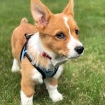 Dog Guard Pet containment system