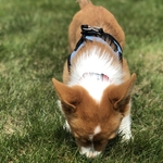 Billy enjoying his new found freedom:)