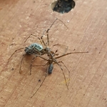 Spider Fight Club