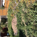 New yard