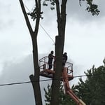 Tree remoal