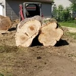 It was a big tree