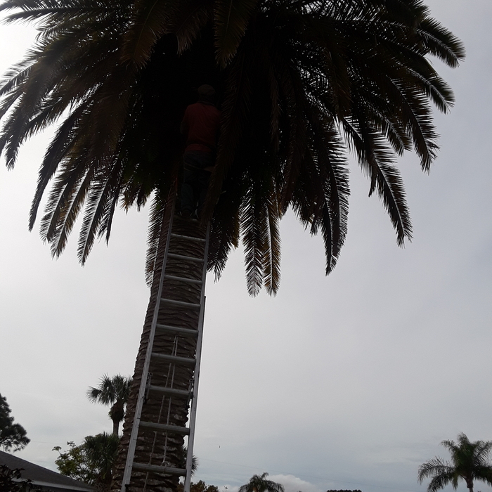 Palm tree trimming
