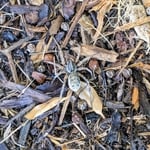 WOLFF SPIDERS INVADE
