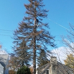 Climbing a tall pine