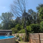 Before Tree Removal