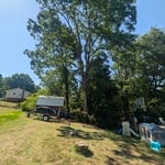 Backyard Tree Removal