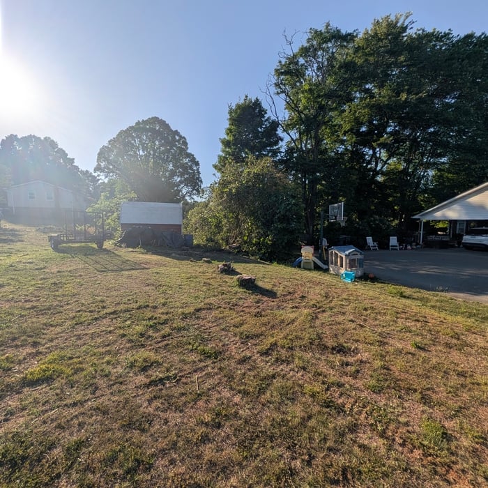 Backyard Tree Removal