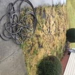 Weeds in flower beds
