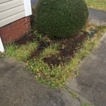 Weeds in flower bed