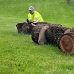 cutting logs