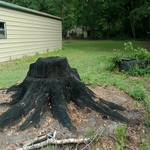 96" live oak stump (before)