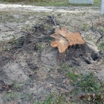 Hewitt Stump