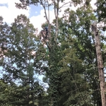 White oak