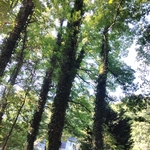 Pine
