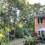 Trimmed trees back