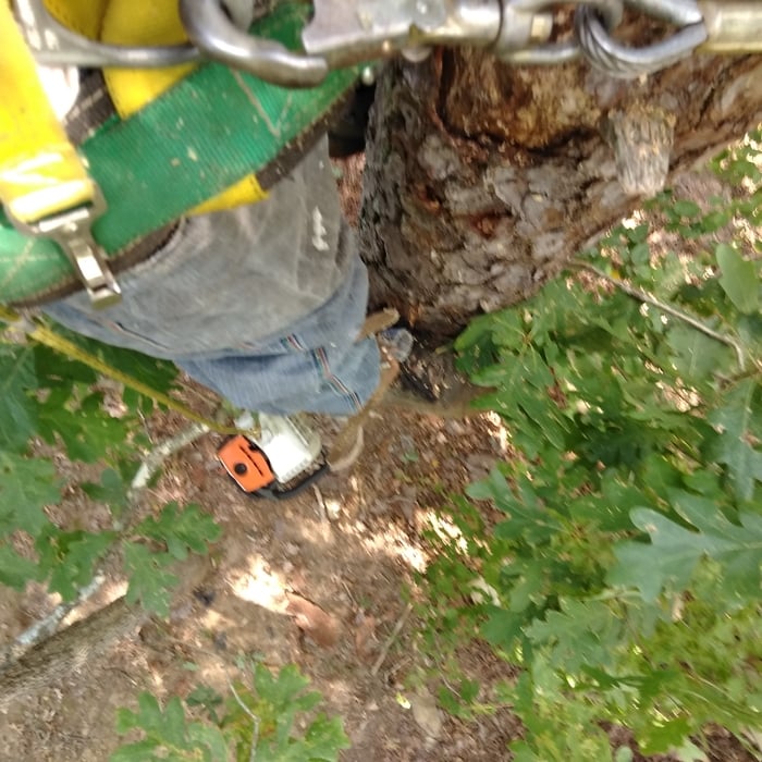 Pine