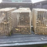 Raccoon Removal