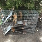 Squirrel Removal Indianapolis